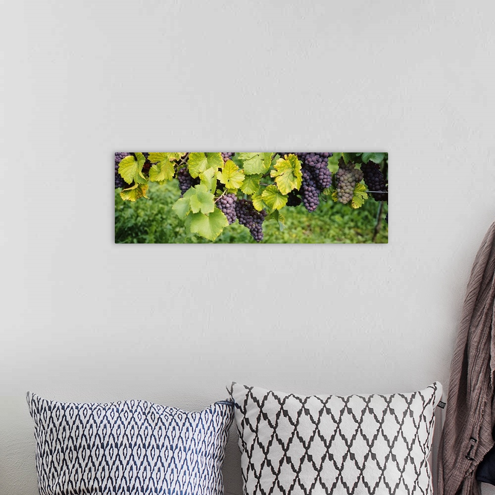 A bohemian room featuring Panoramic canvas of grapes on the vine viewed up close.