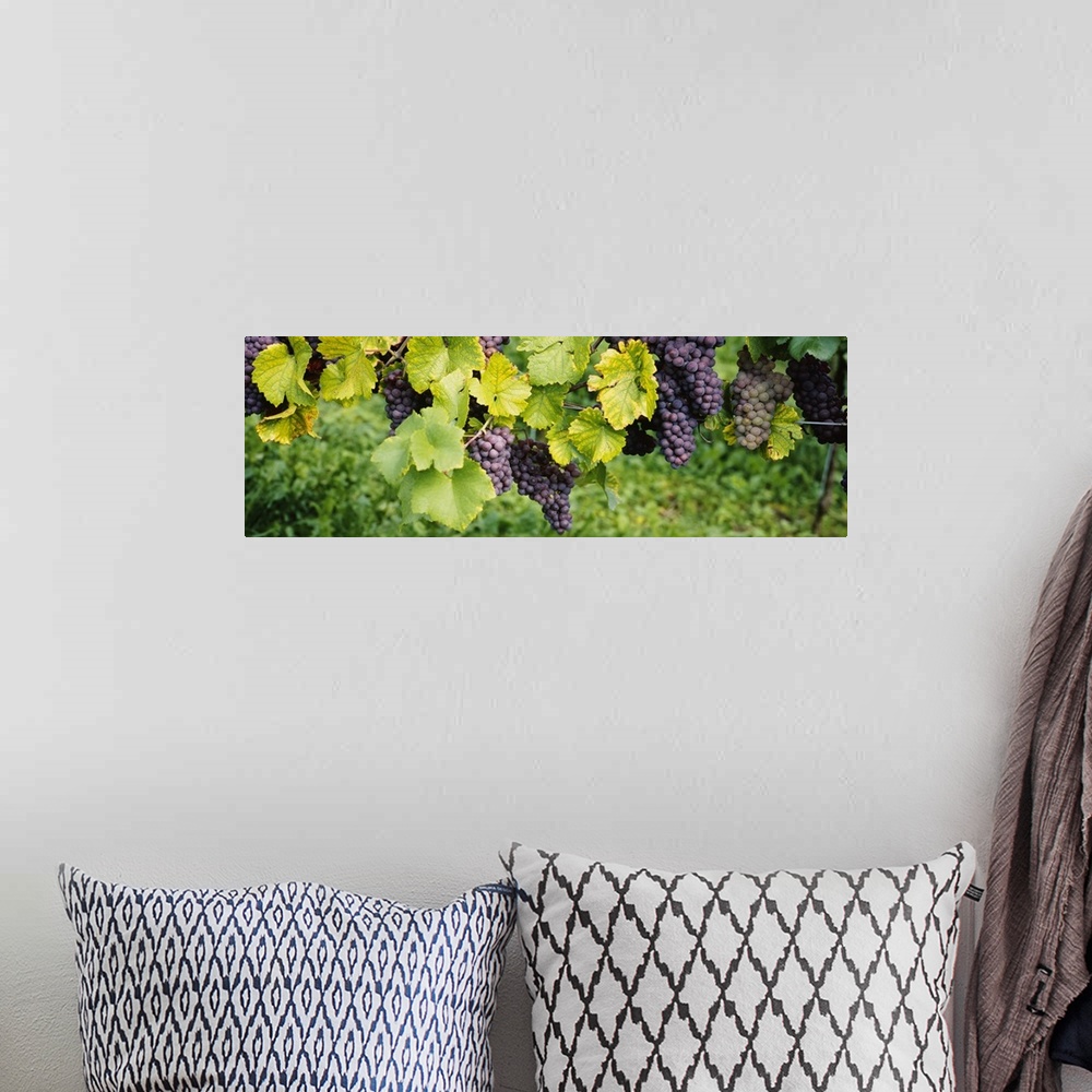 A bohemian room featuring Panoramic canvas of grapes on the vine viewed up close.
