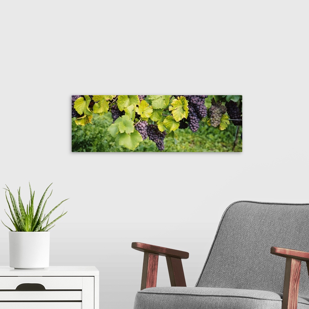 A modern room featuring Panoramic canvas of grapes on the vine viewed up close.