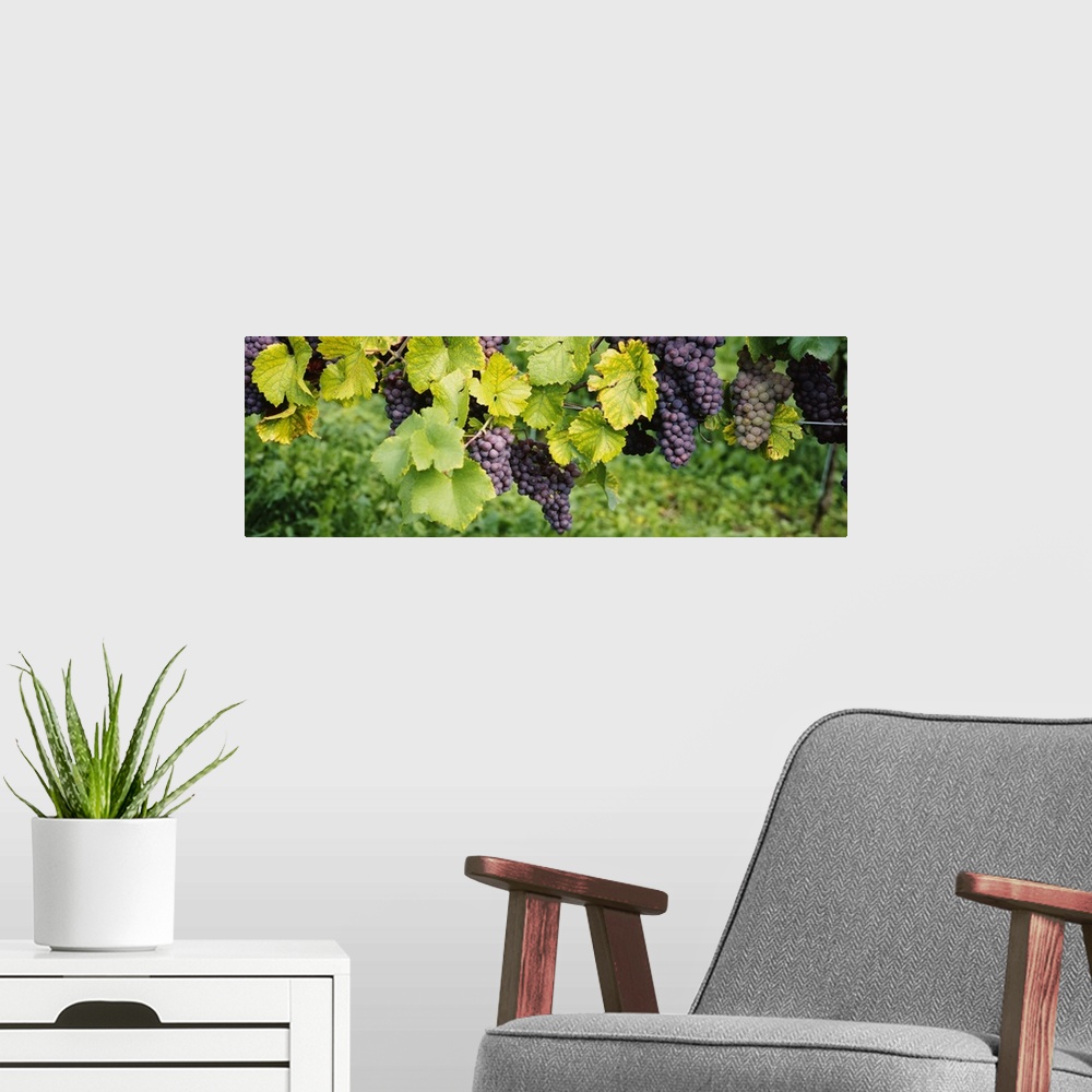 A modern room featuring Panoramic canvas of grapes on the vine viewed up close.