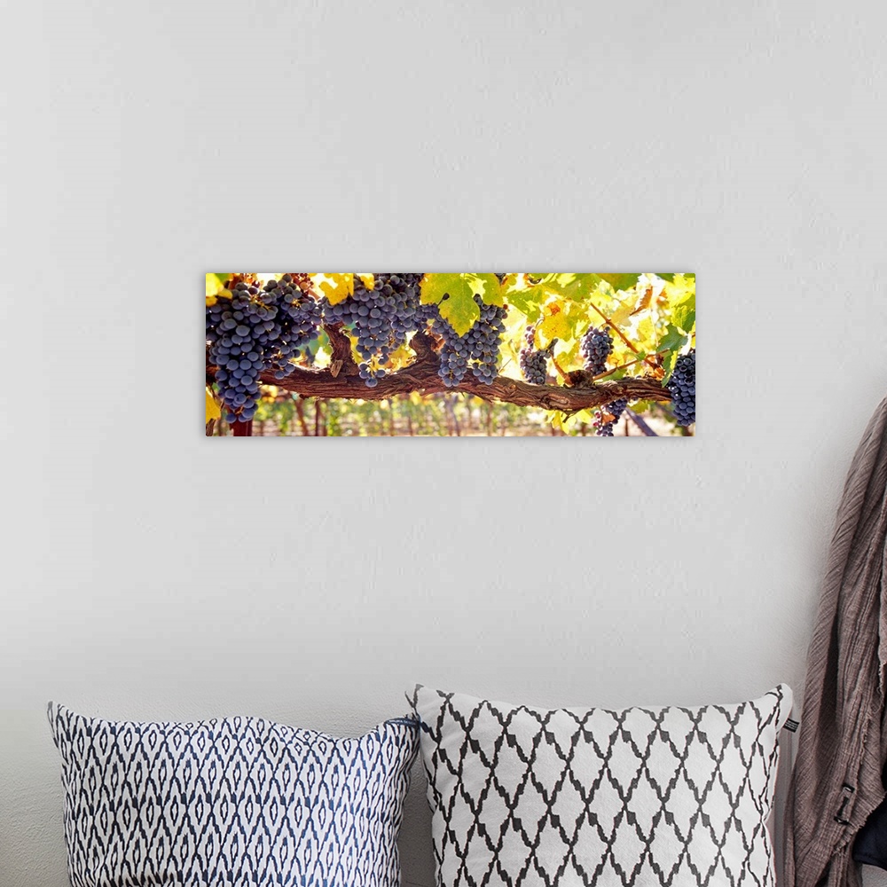 A bohemian room featuring Panoramic canvas art of grape clusters hanging from grape vines in a vineyard.