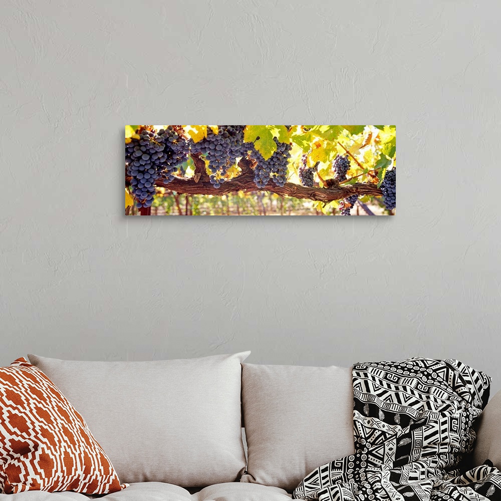 A bohemian room featuring Panoramic canvas art of grape clusters hanging from grape vines in a vineyard.