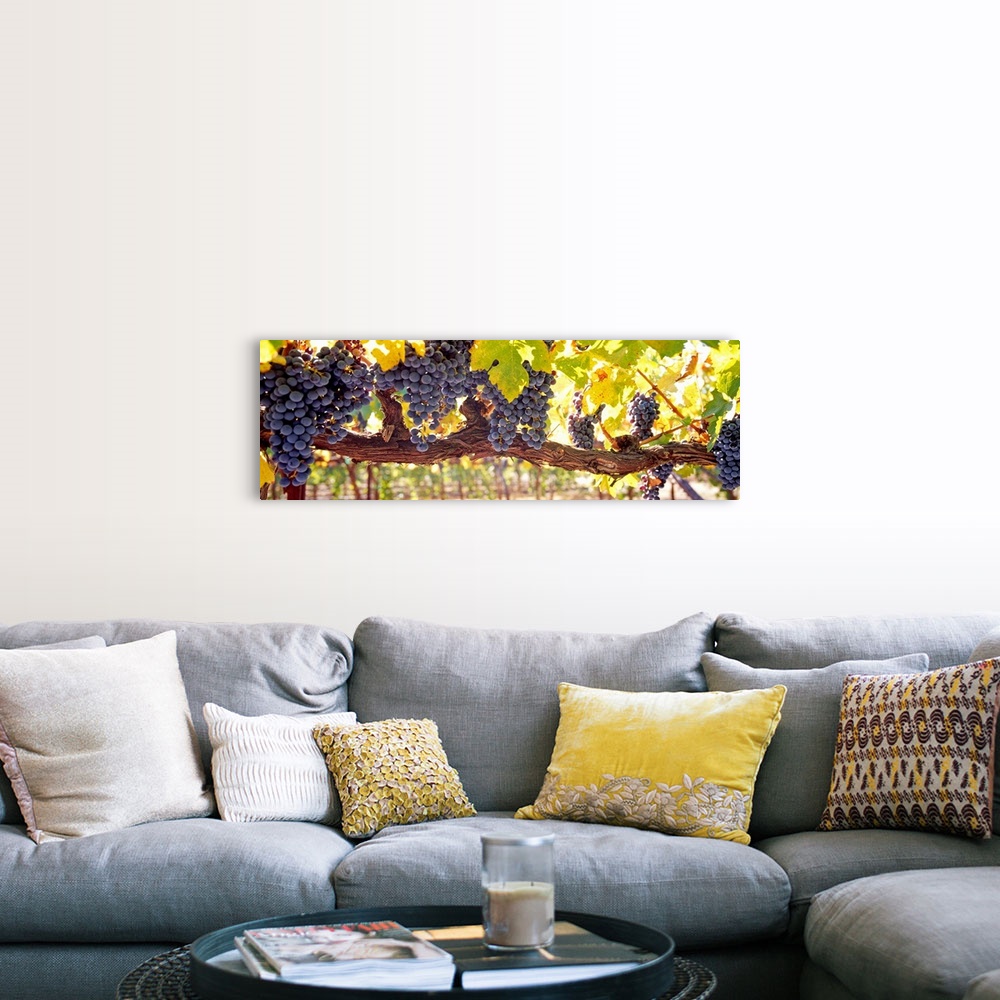 A farmhouse room featuring Panoramic canvas art of grape clusters hanging from grape vines in a vineyard.