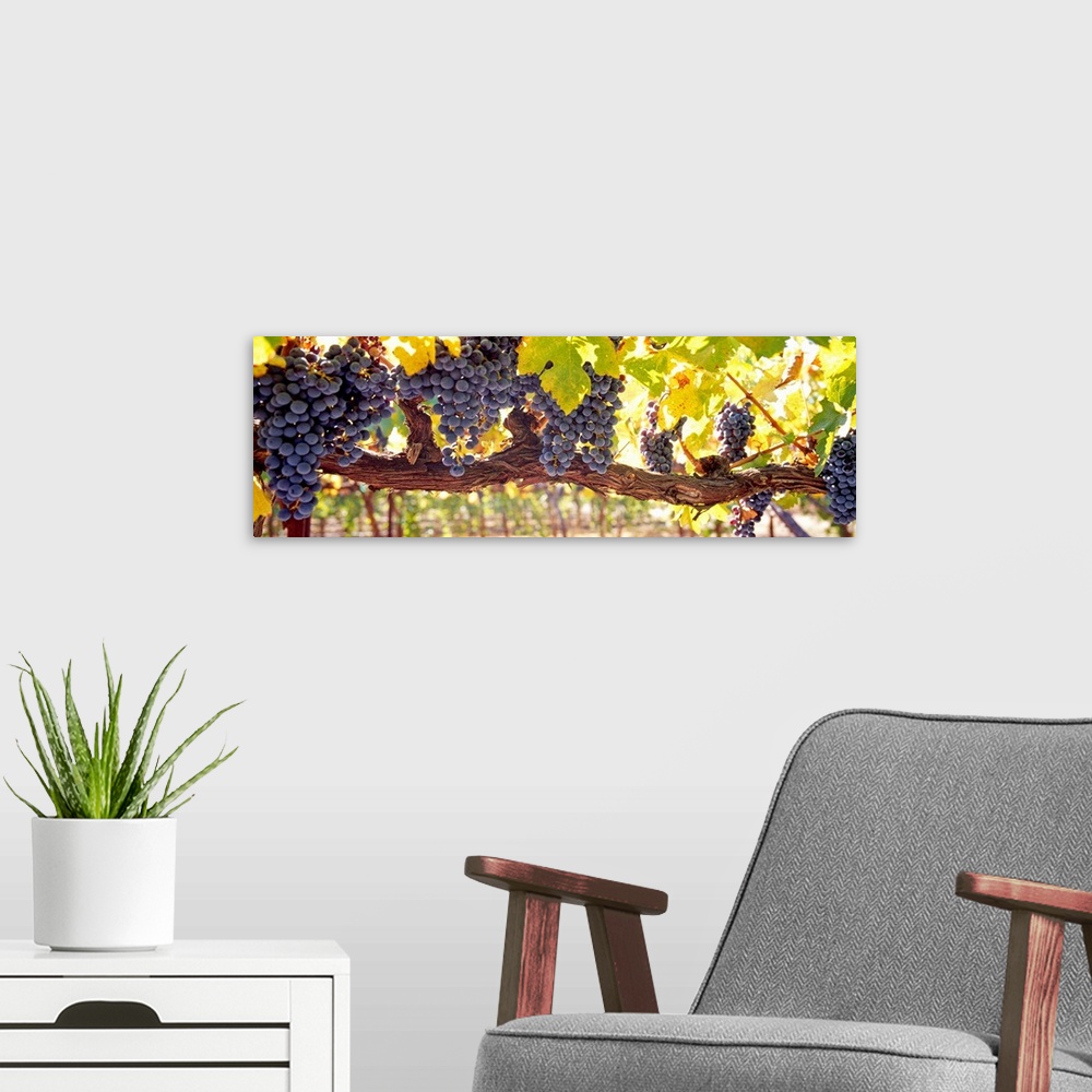 A modern room featuring Panoramic canvas art of grape clusters hanging from grape vines in a vineyard.