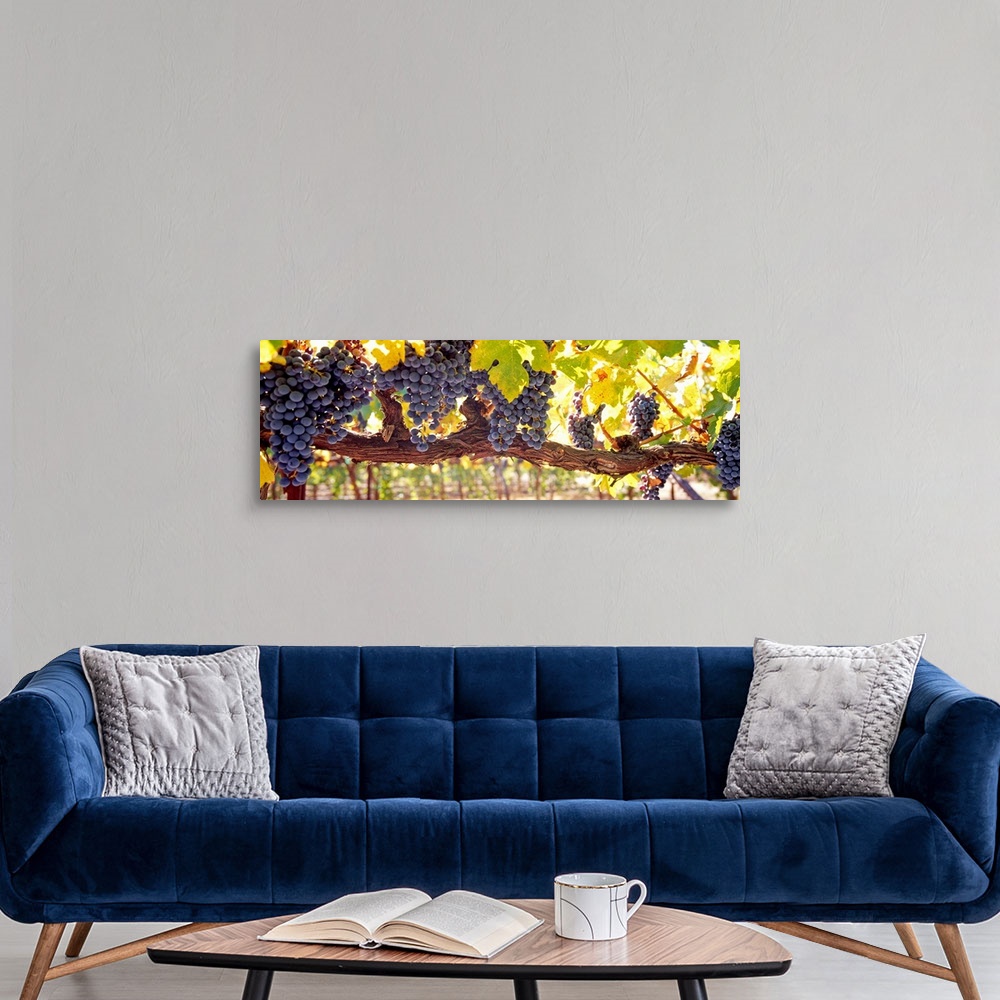 A modern room featuring Panoramic canvas art of grape clusters hanging from grape vines in a vineyard.