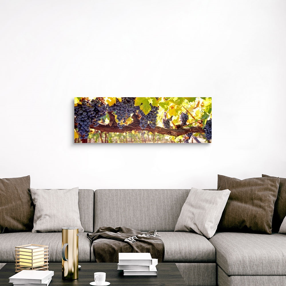 A traditional room featuring Panoramic canvas art of grape clusters hanging from grape vines in a vineyard.