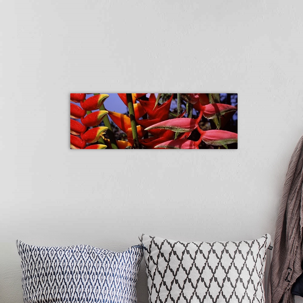 A bohemian room featuring Zoomed-in photograph of tropical Heliconia plants in Hawaii.