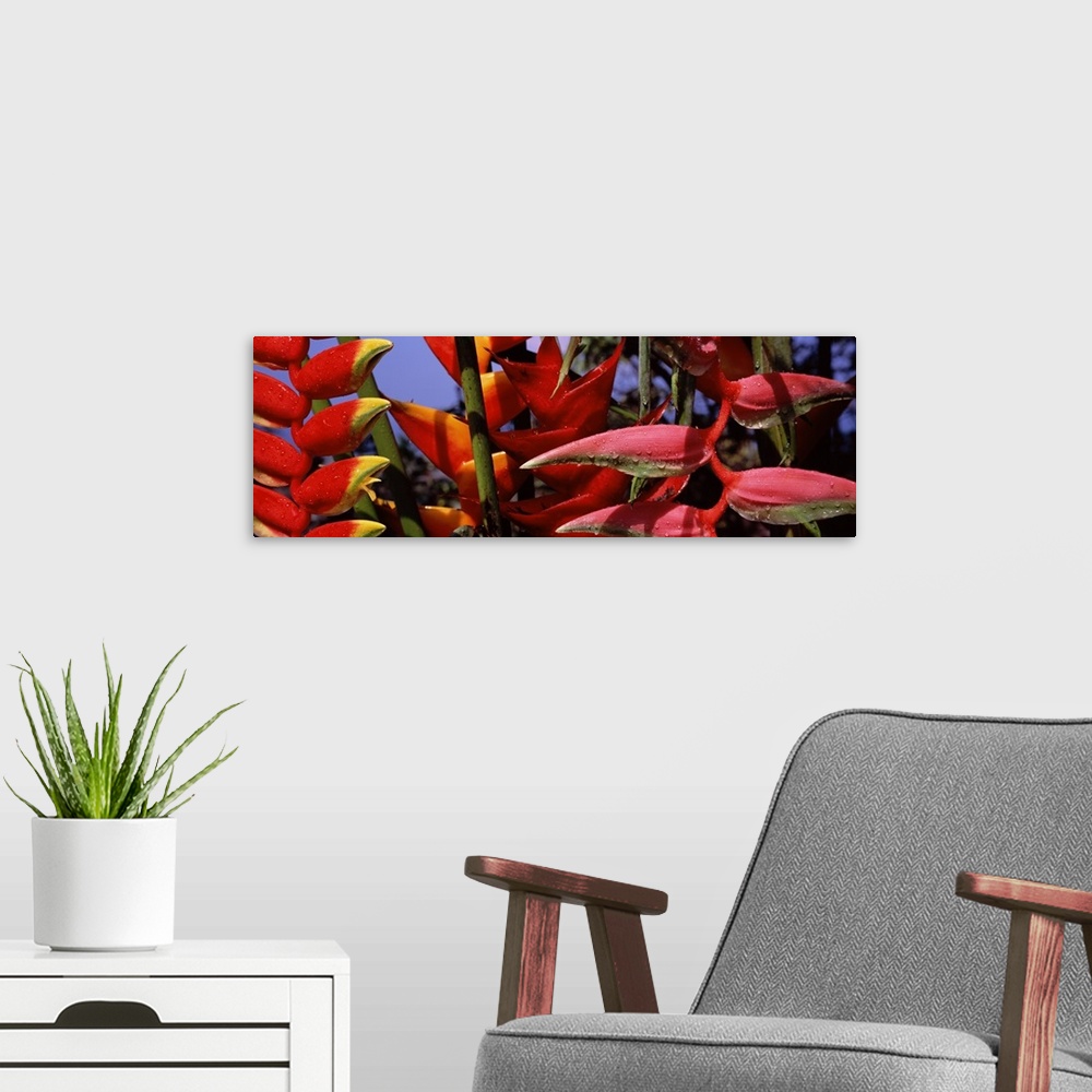 A modern room featuring Zoomed-in photograph of tropical Heliconia plants in Hawaii.