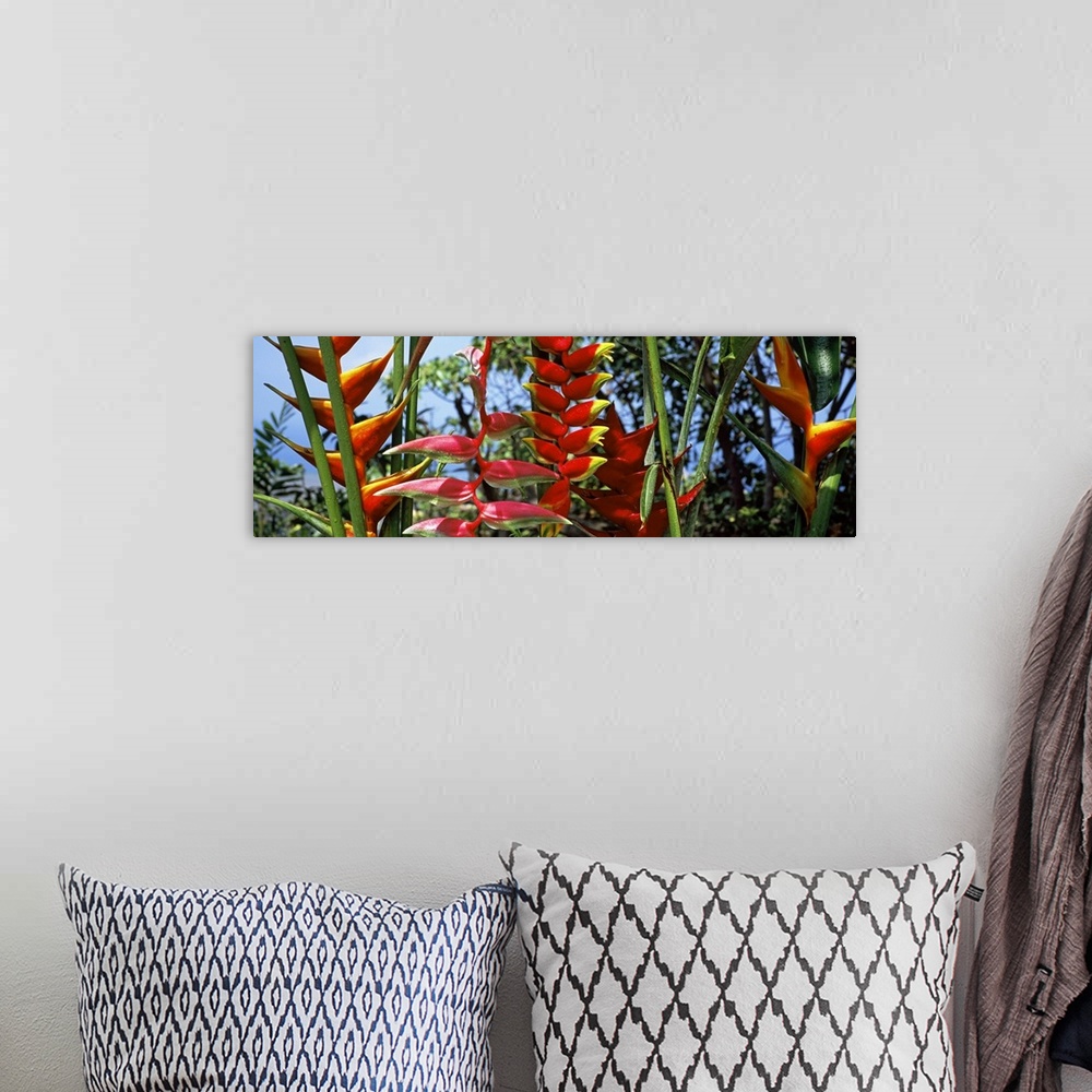 A bohemian room featuring Close-up of Heliconia flowers, Hawaii, USA