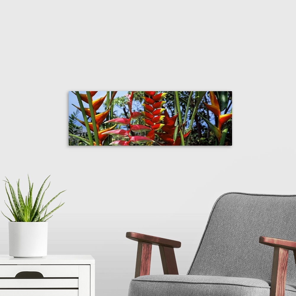A modern room featuring Close-up of Heliconia flowers, Hawaii, USA