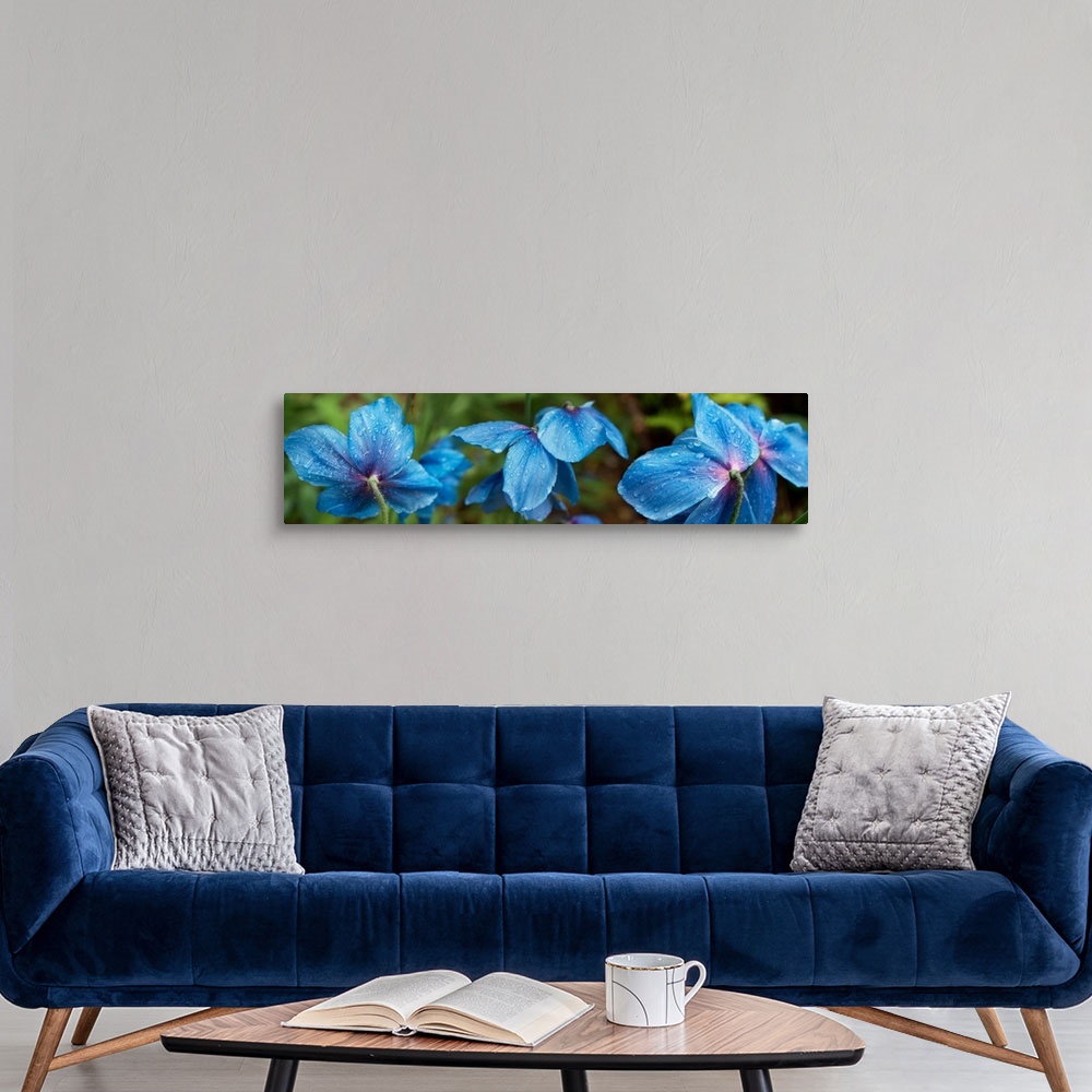 A modern room featuring Close-up of Himalayan Poppy flowers