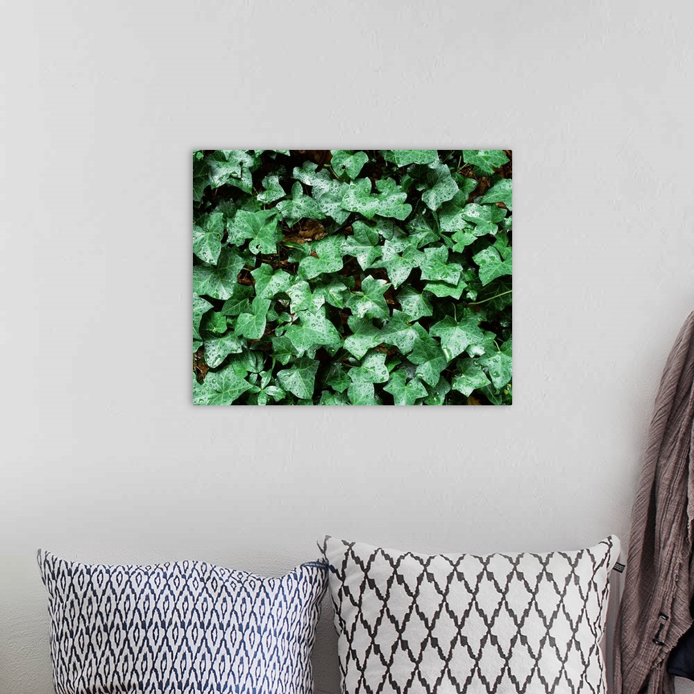 A bohemian room featuring Close-up of ivy leaves
