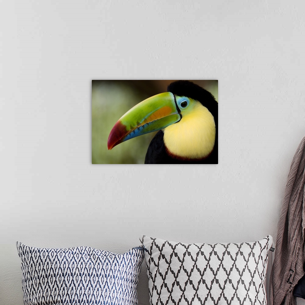 A bohemian room featuring Photograp[h of the face of a Keel Billed toucan in Costa Rica.