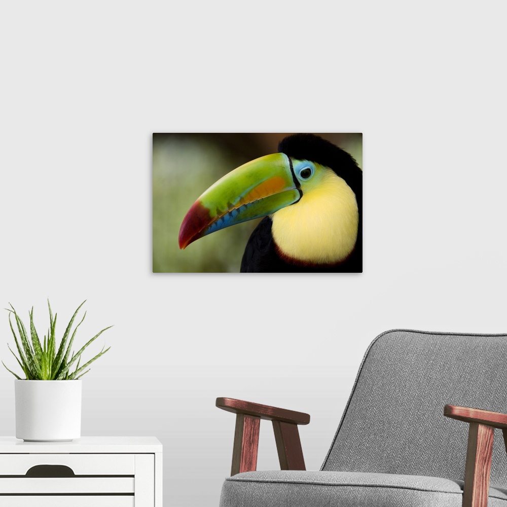 A modern room featuring Photograp[h of the face of a Keel Billed toucan in Costa Rica.