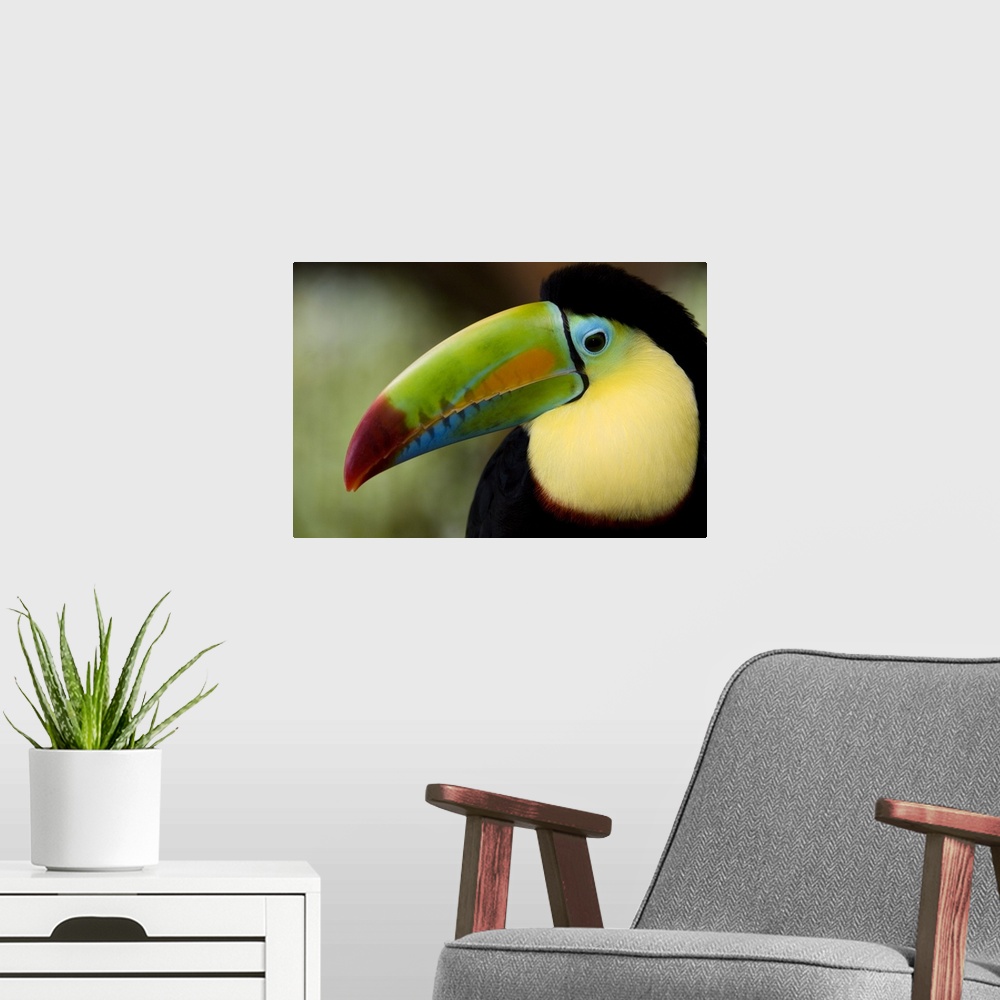 A modern room featuring Photograp[h of the face of a Keel Billed toucan in Costa Rica.