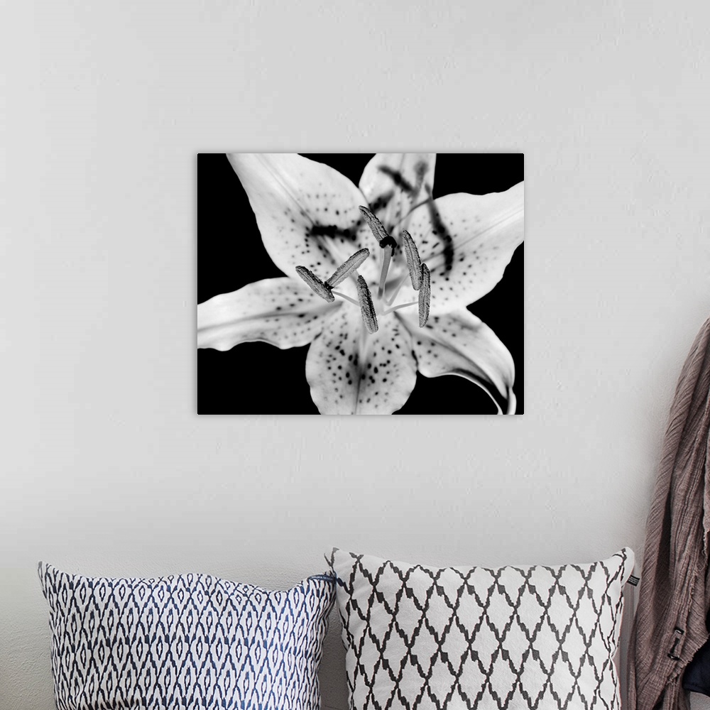 A bohemian room featuring Close up of Lily flower