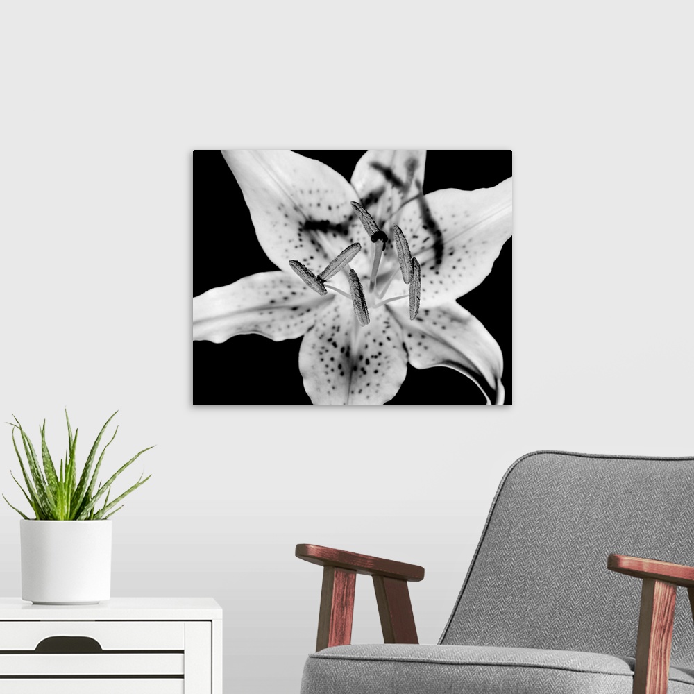 A modern room featuring Close up of Lily flower