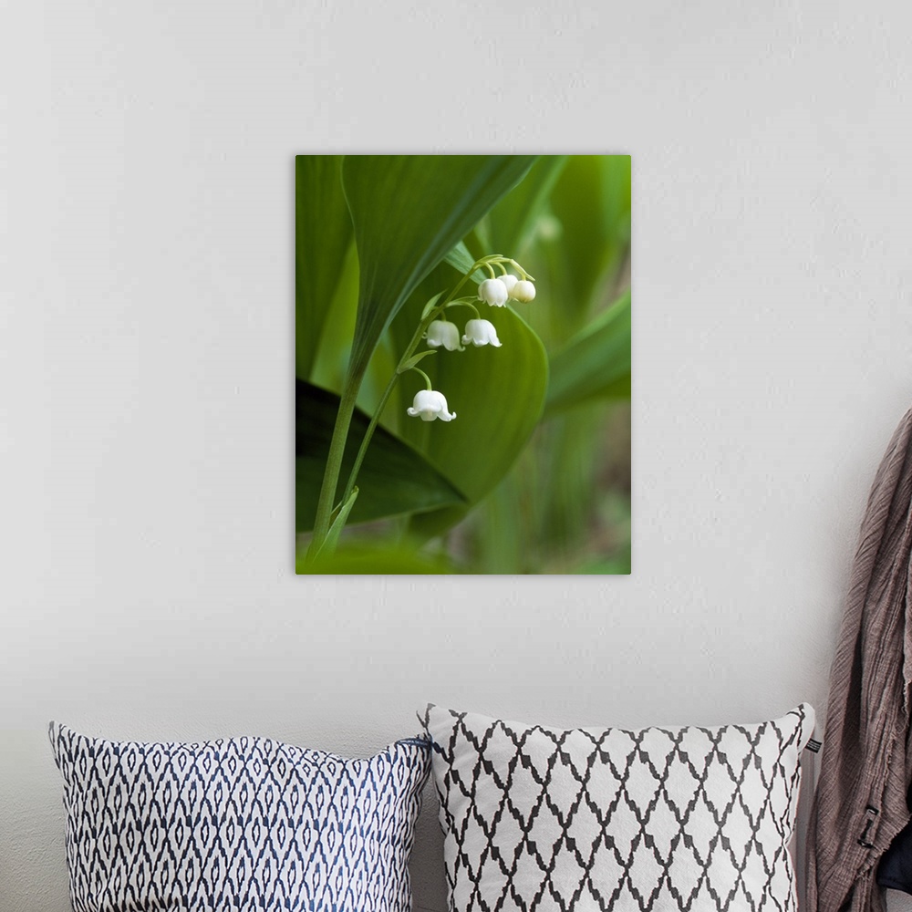A bohemian room featuring Close up of lily flowers