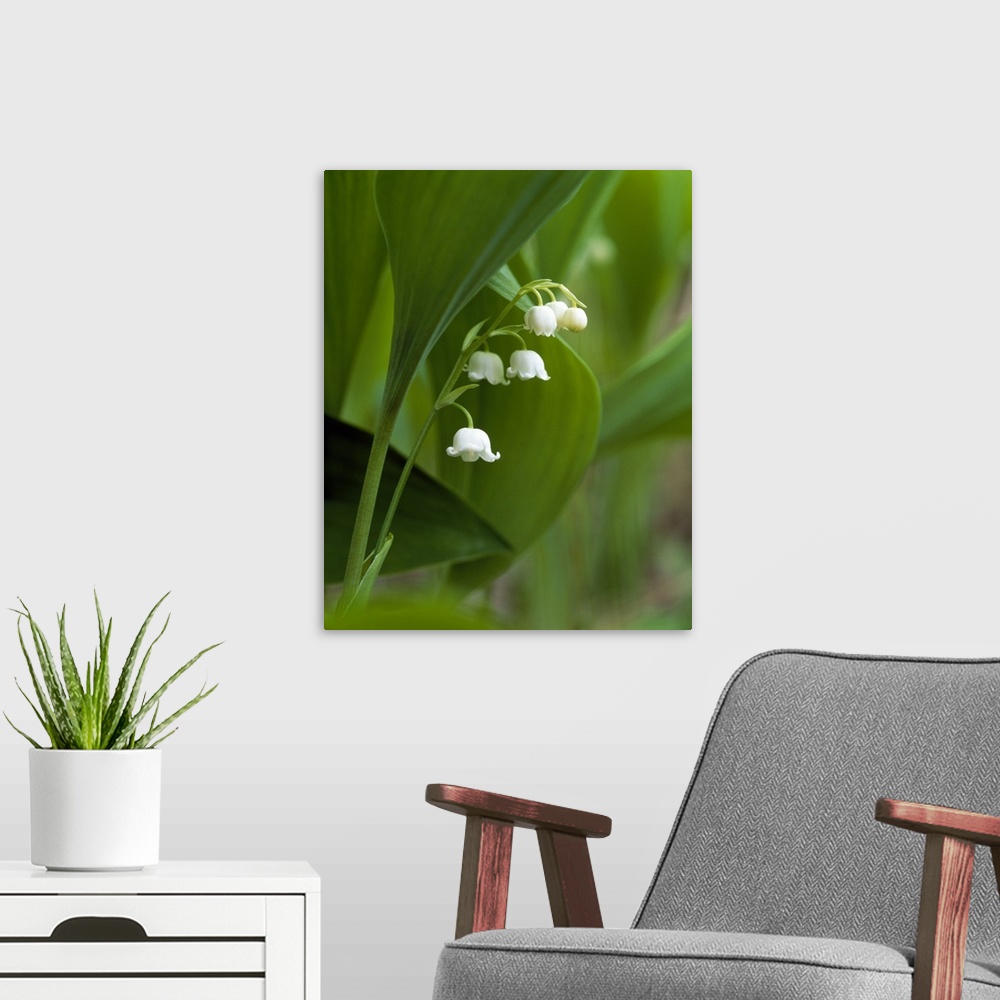 A modern room featuring Close up of lily flowers