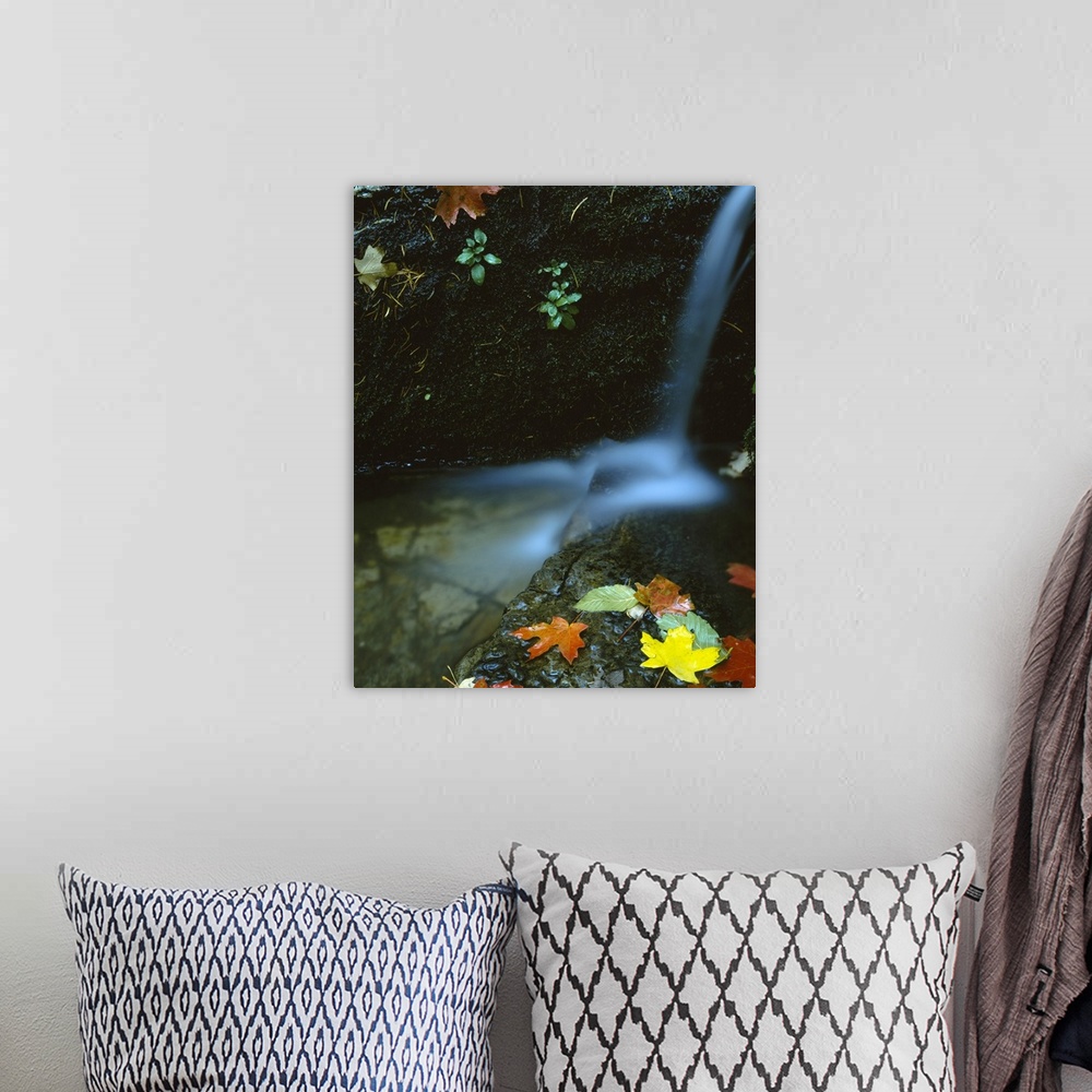 A bohemian room featuring Photograph of small waterfall cascading into a small pond with large rock covered in autumn leaves.