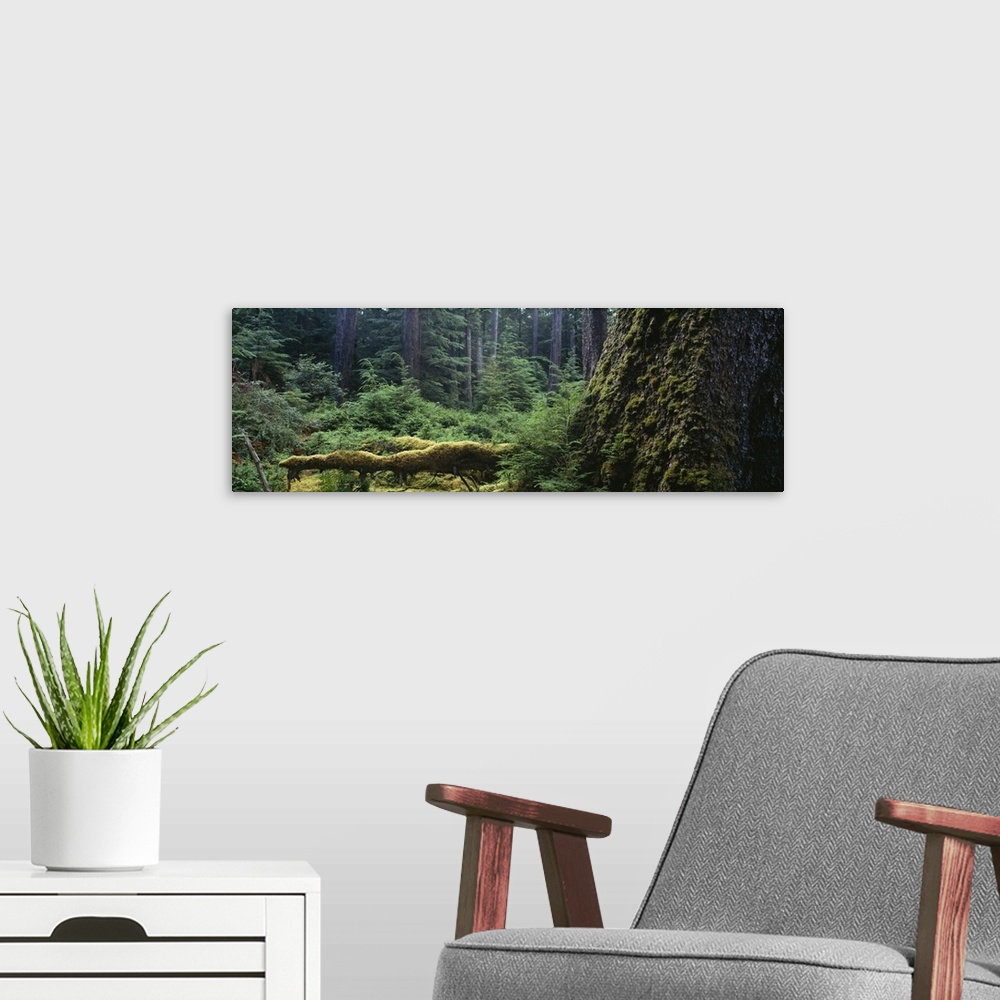 A modern room featuring Close-up of moss on a tree trunk, British Columbia, Canada