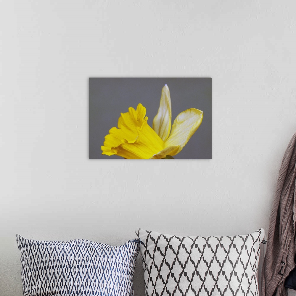 A bohemian room featuring Close up of narcissus or daffodil flower blossom, green background.