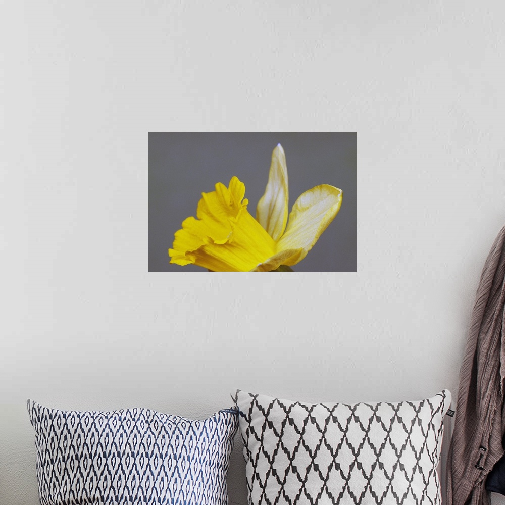 A bohemian room featuring Close up of narcissus or daffodil flower blossom, green background.