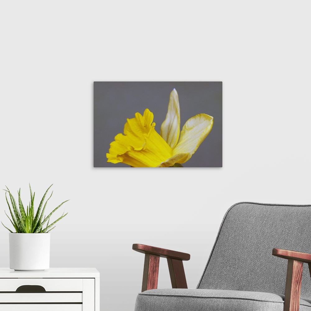 A modern room featuring Close up of narcissus or daffodil flower blossom, green background.