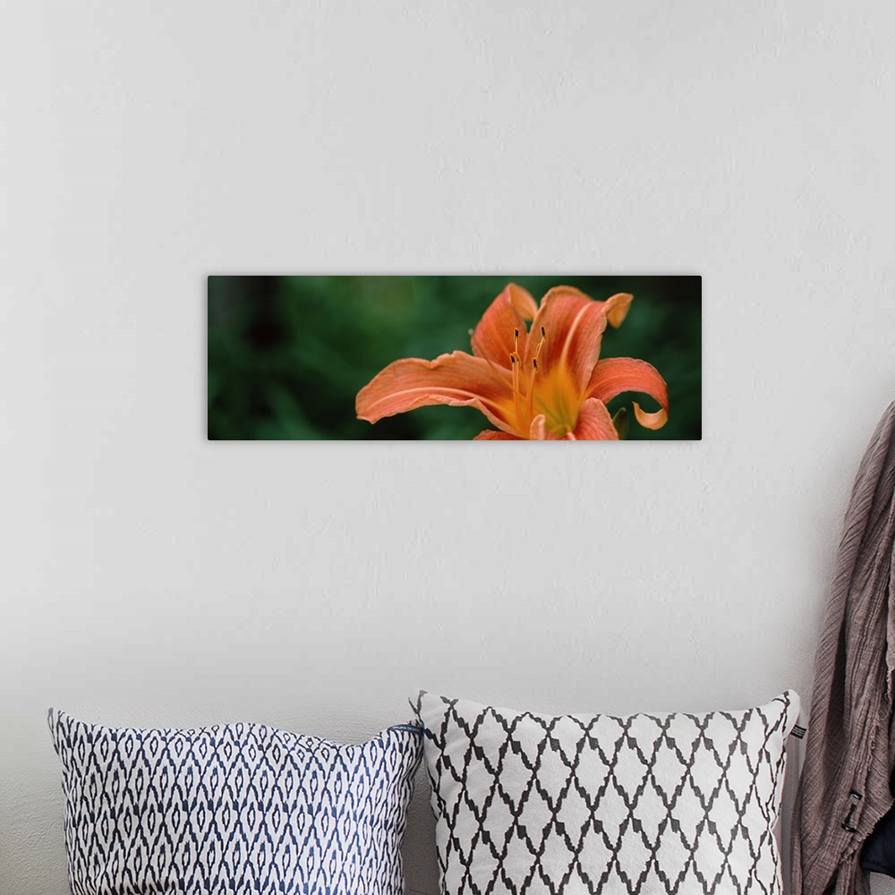 A bohemian room featuring Close up of Orange Daylily Hemerocallis fulva