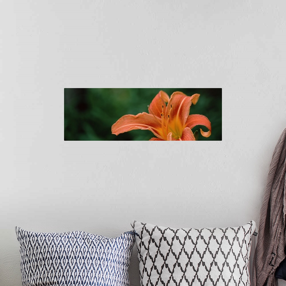 A bohemian room featuring Close up of Orange Daylily Hemerocallis fulva