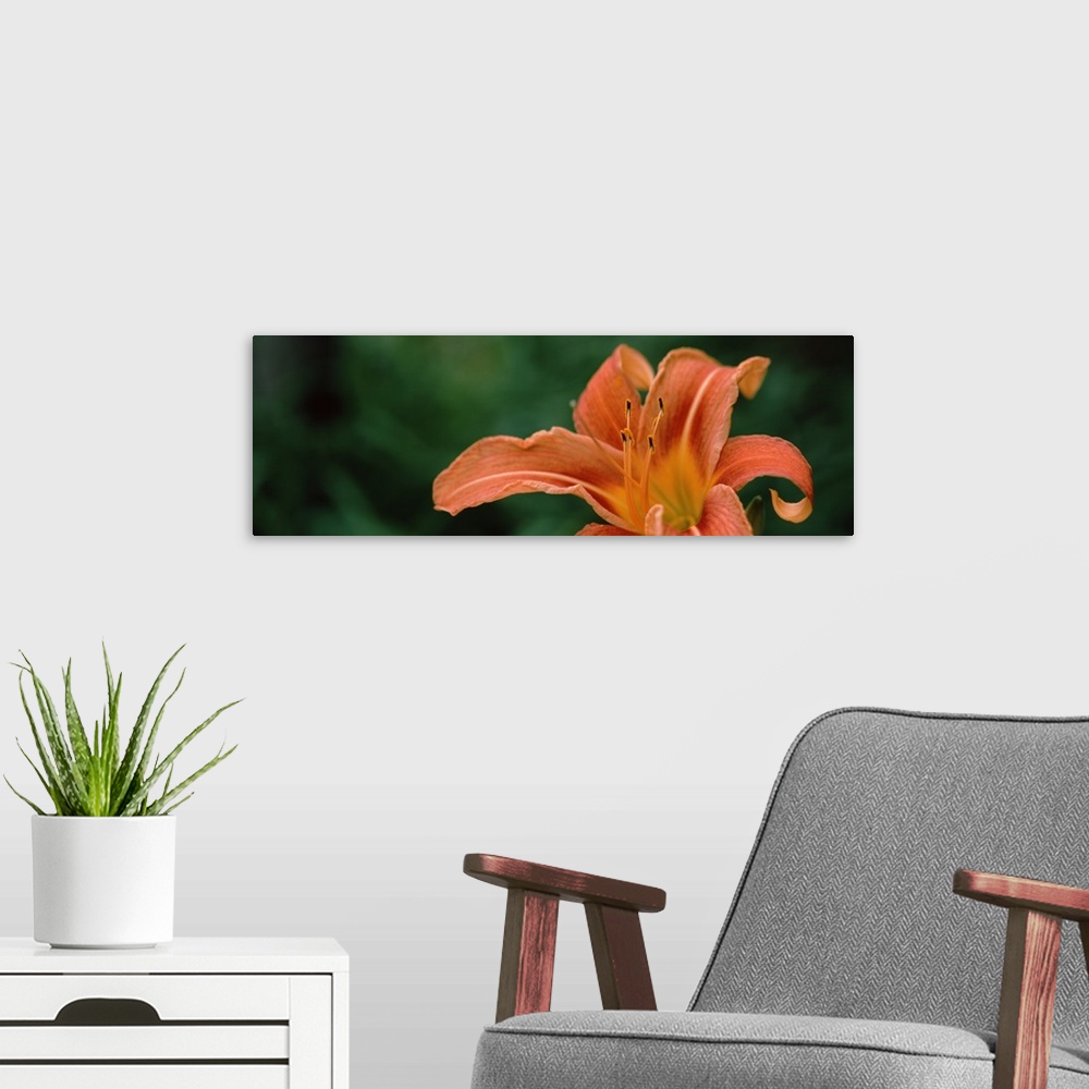 A modern room featuring Close up of Orange Daylily Hemerocallis fulva