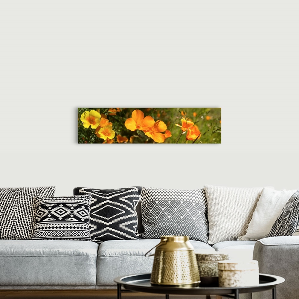 A bohemian room featuring Close-up of orange flowers blooming
