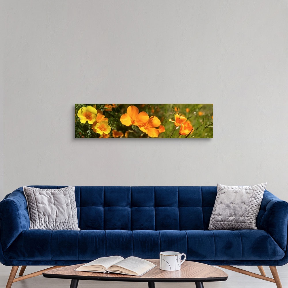 A modern room featuring Close-up of orange flowers blooming