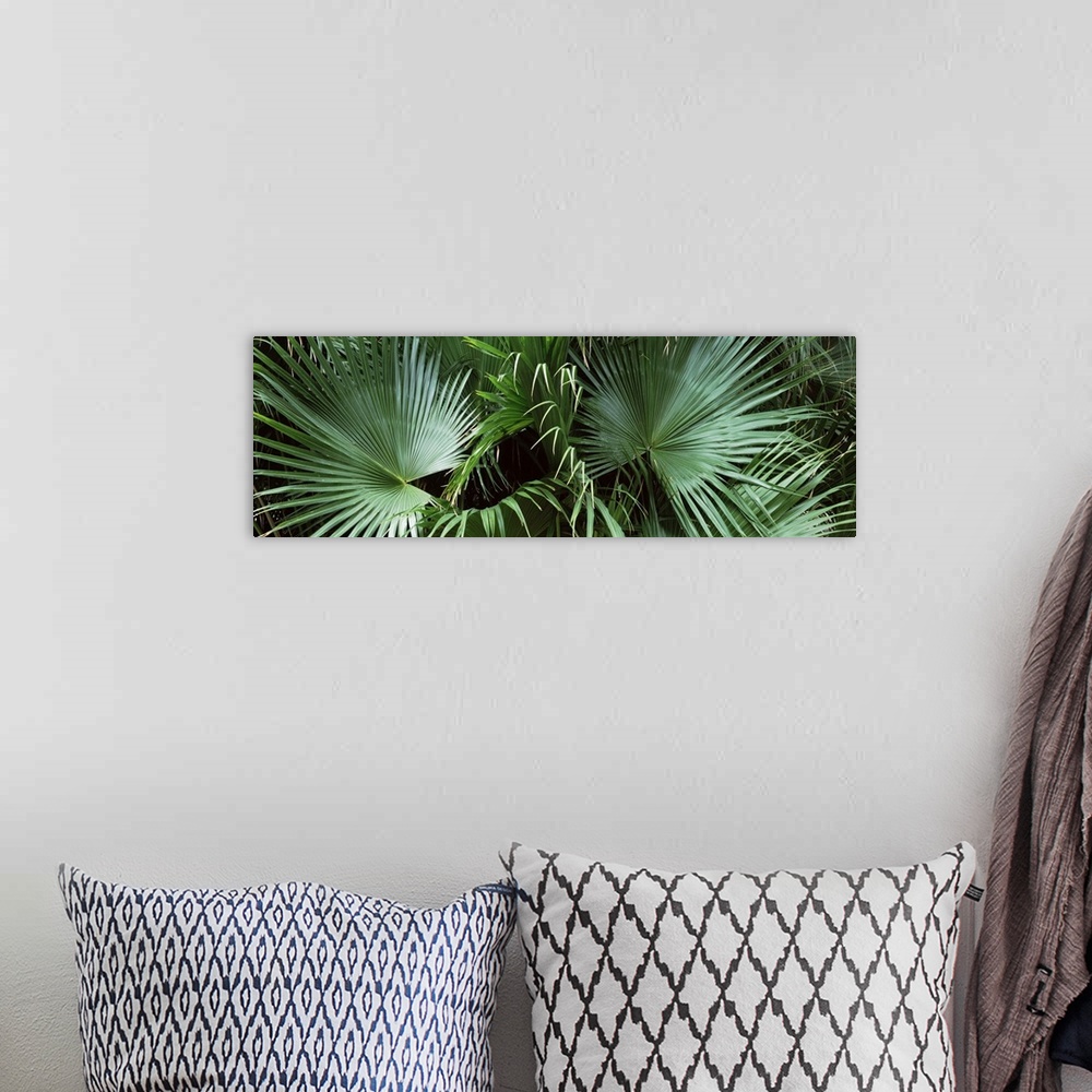 A bohemian room featuring Close up of palm leaves Joan M. Durante Park Longboat Key Florida