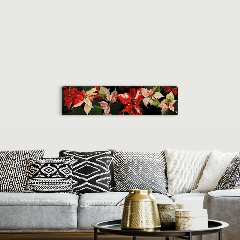 A bohemian room featuring Close-up of Poinsettia flowers
