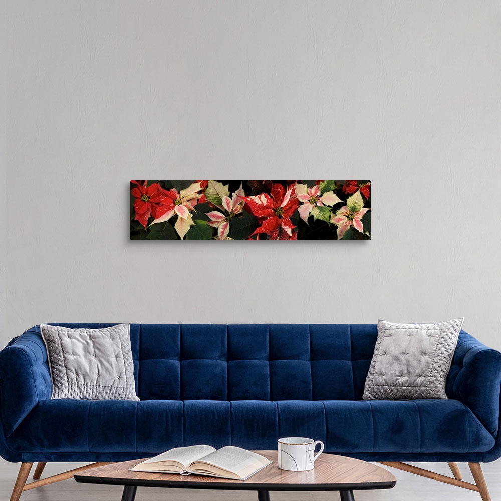 A modern room featuring Close-up of Poinsettia flowers