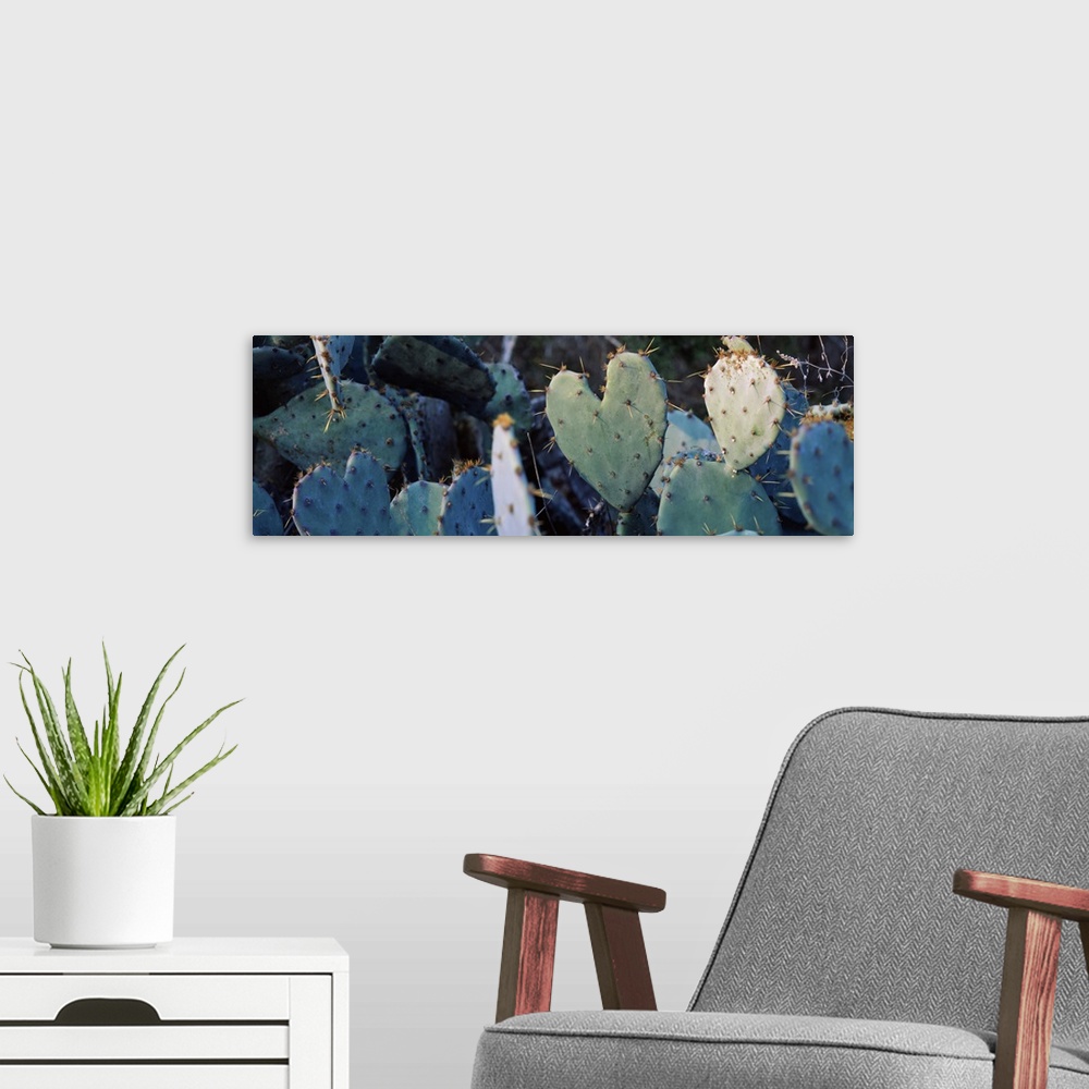 A modern room featuring Close up of Prickly Pear Cacti Texas