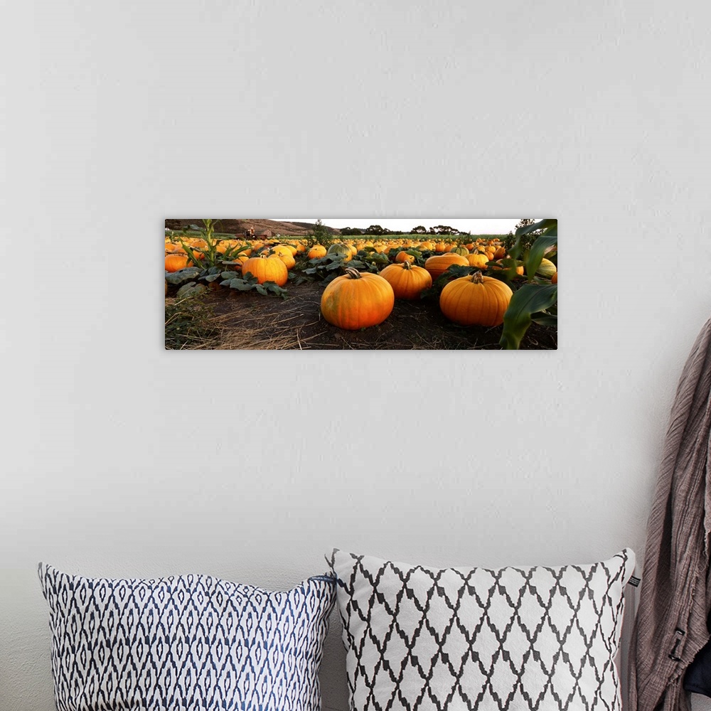 A bohemian room featuring Close-up of pumpkins in a field, Half Moon Bay, California
