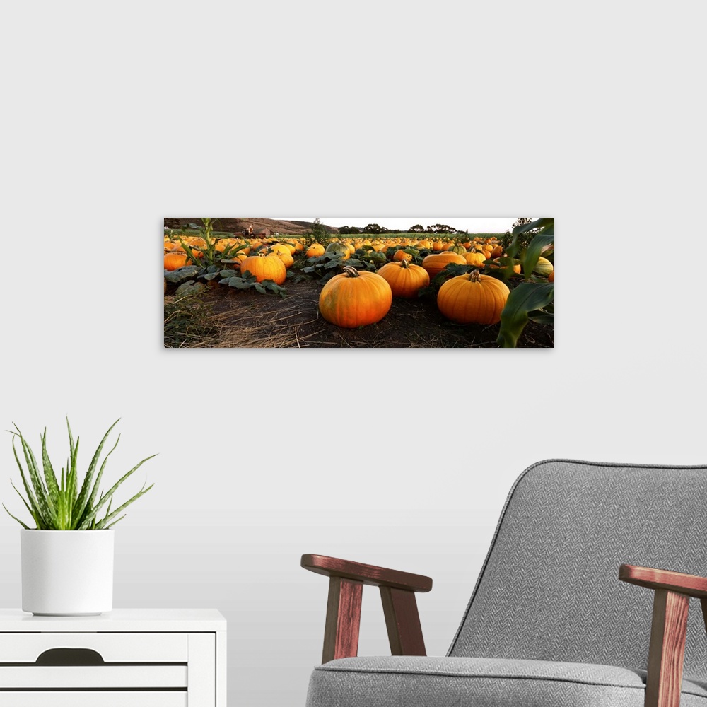 A modern room featuring Close-up of pumpkins in a field, Half Moon Bay, California