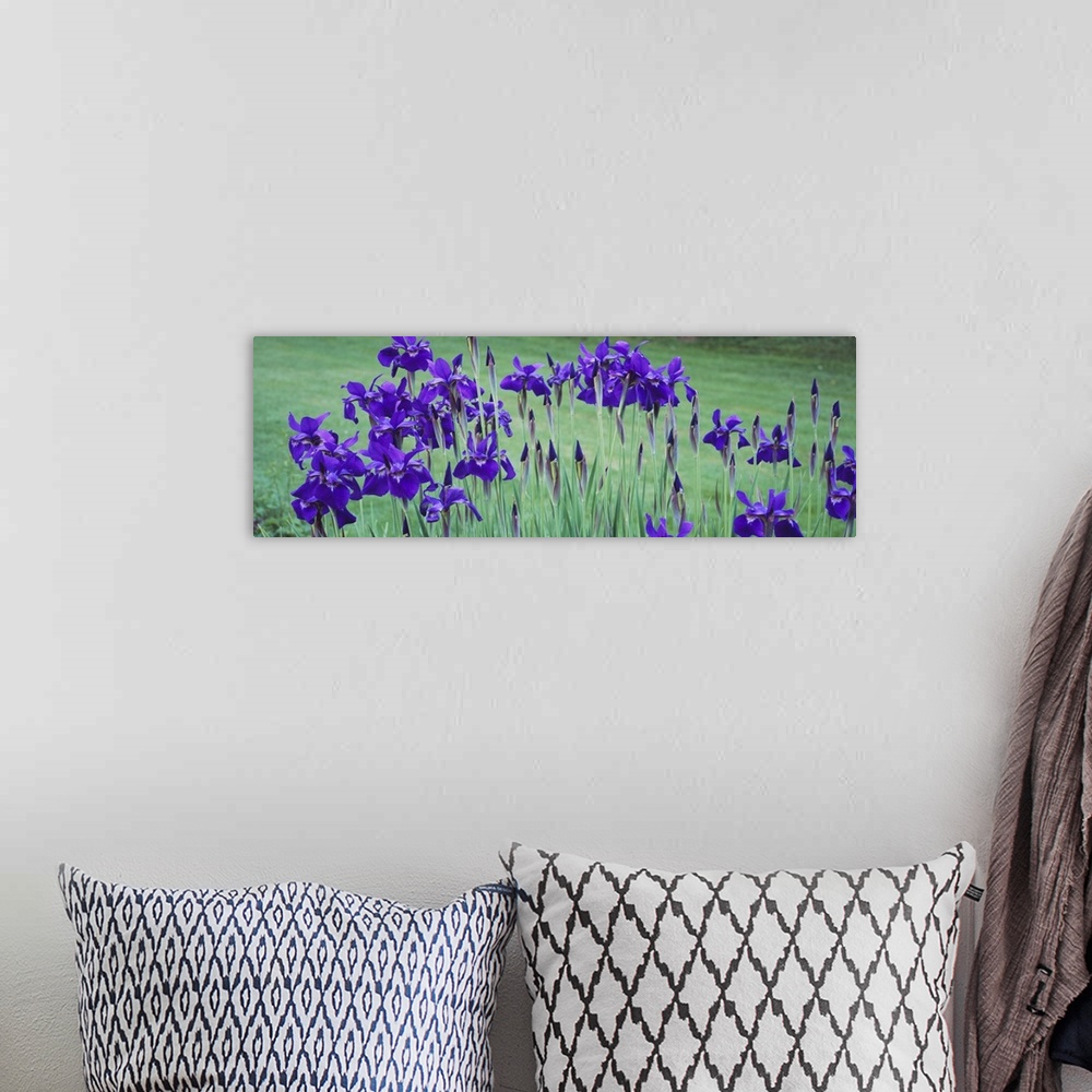 A bohemian room featuring Close-up of purple flowers
