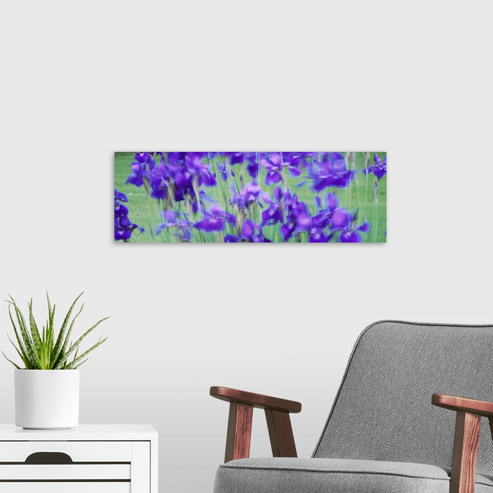 A modern room featuring Close-up of purple flowers