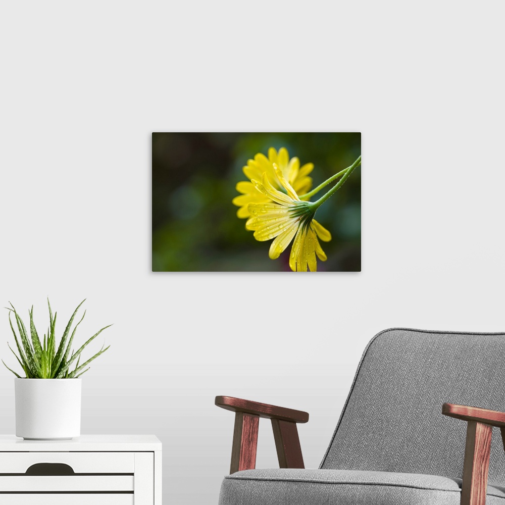 A modern room featuring Close-up of raindrops on Voltage Yellow African Daisy flowers (Voltage Yellow Osteospermum), Flor...