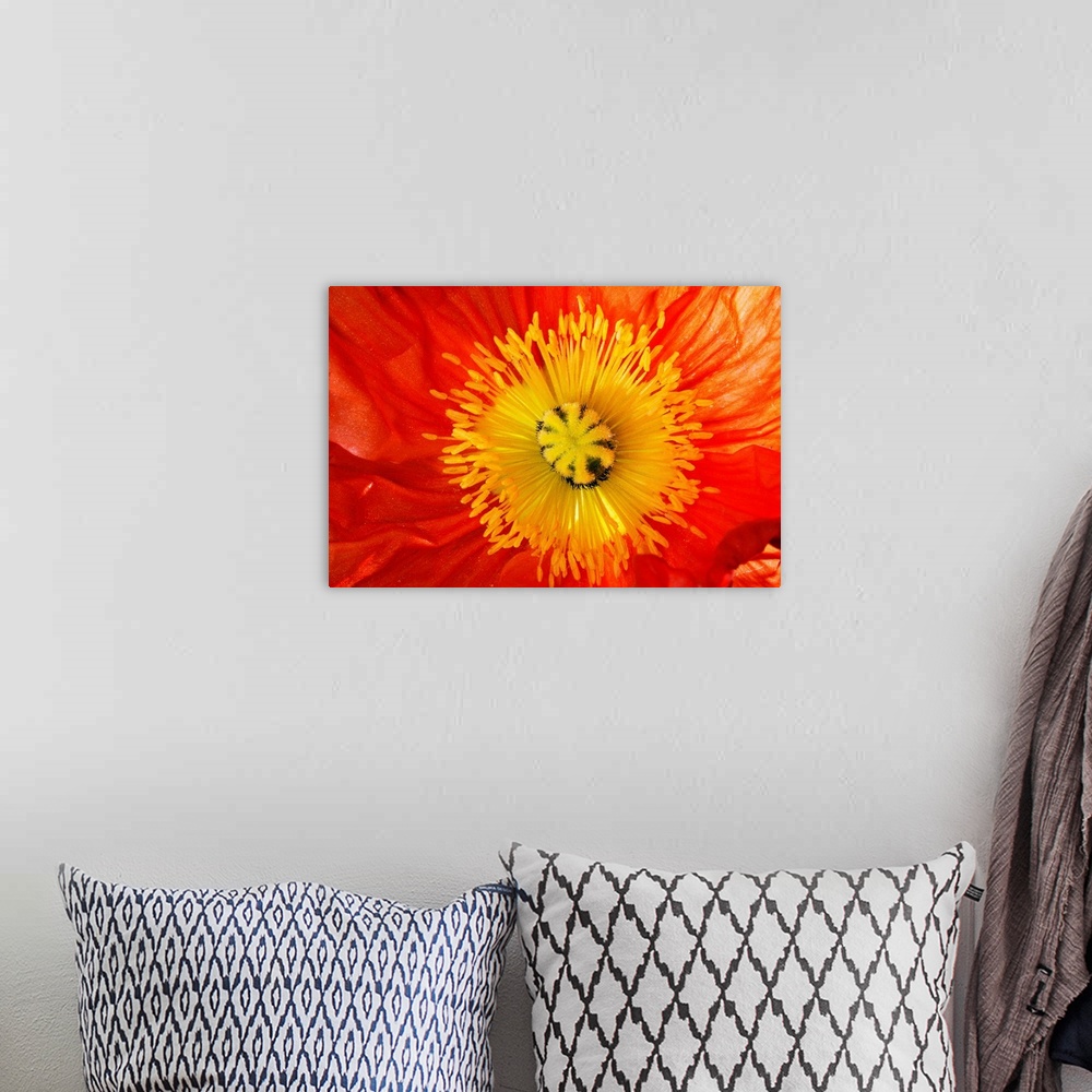 A bohemian room featuring This is a close up photograph of the interior of a poppy blossom in this big art work for the hom...