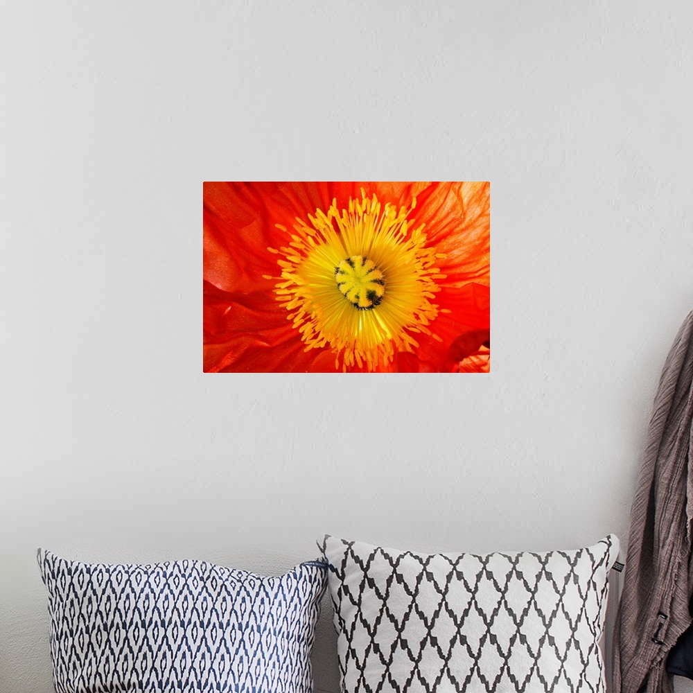 A bohemian room featuring This is a close up photograph of the interior of a poppy blossom in this big art work for the hom...