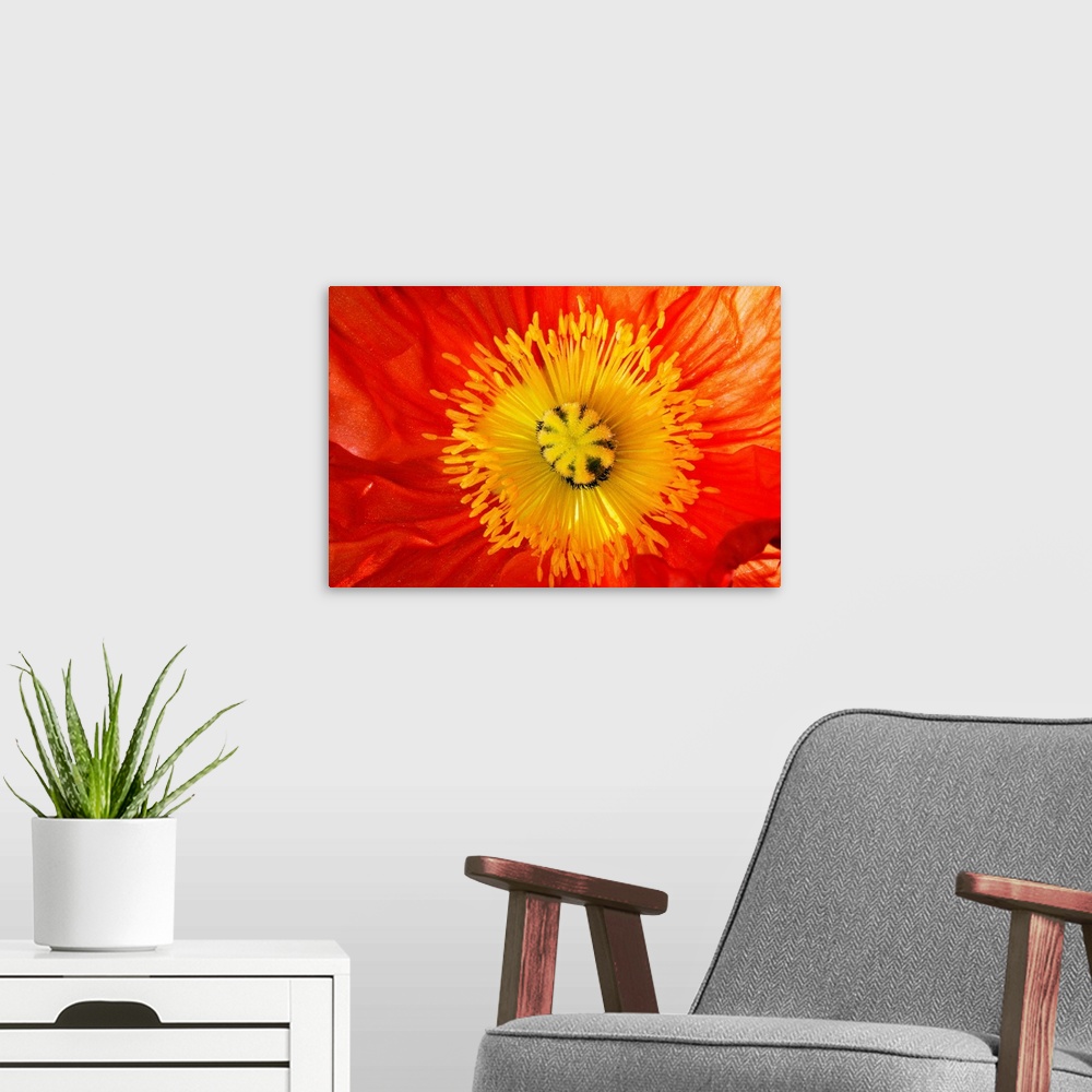 A modern room featuring This is a close up photograph of the interior of a poppy blossom in this big art work for the hom...