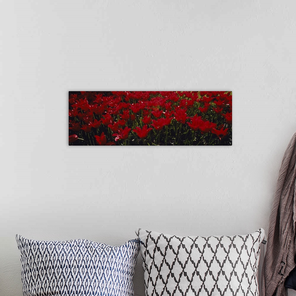 A bohemian room featuring This is a panoramic shaped photograph that is a close up flowers growing together in the spring.