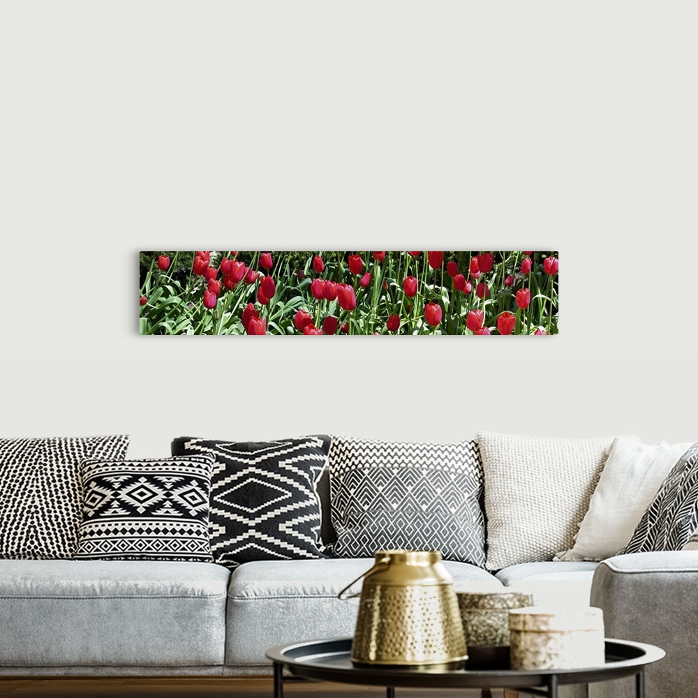A bohemian room featuring Close-up of red tulips in a garden