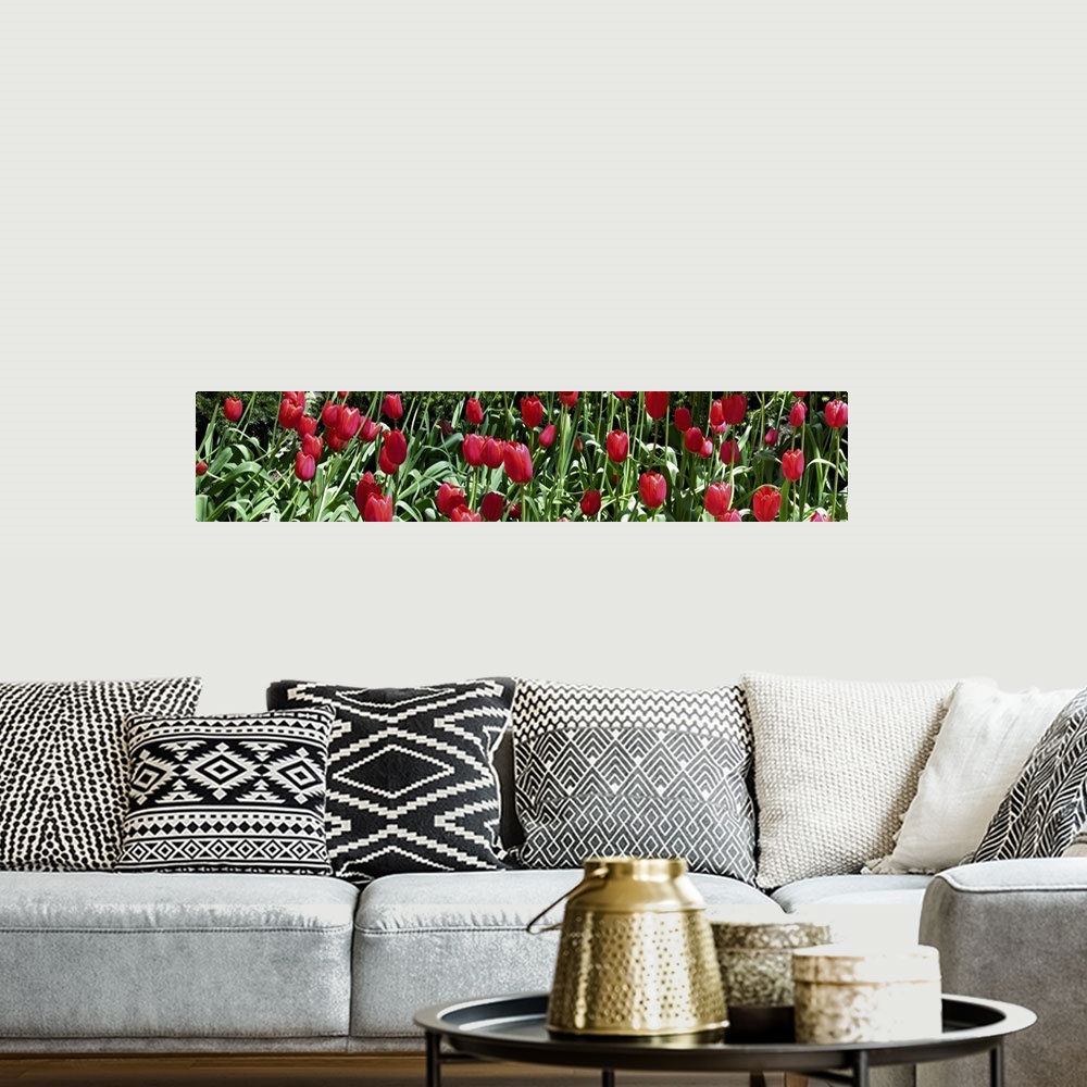 A bohemian room featuring Close-up of red tulips in a garden