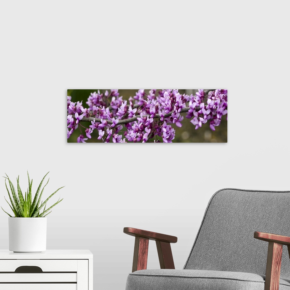 A modern room featuring Close up of redbud tree blossoms
