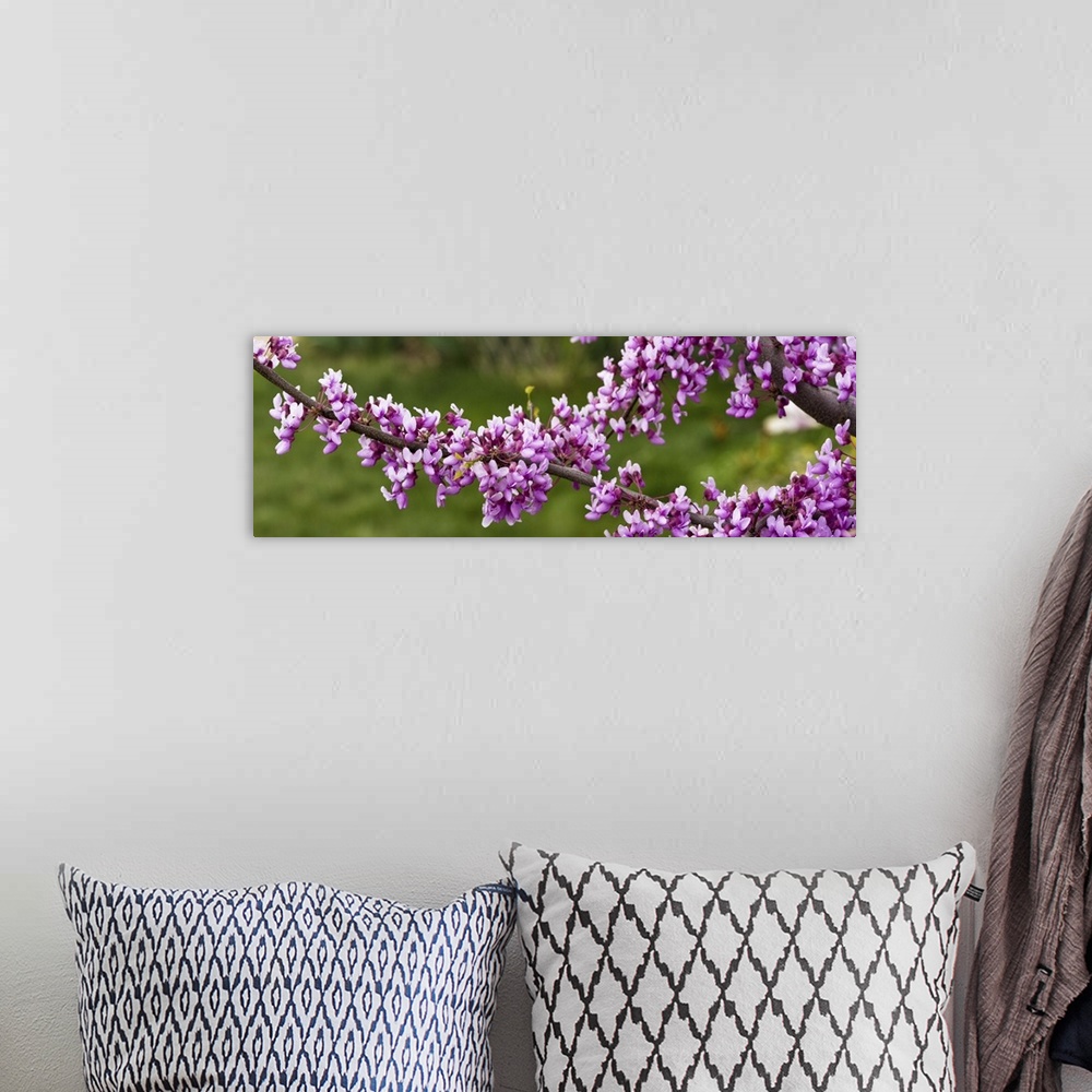 A bohemian room featuring Close up of redbud tree blossoms